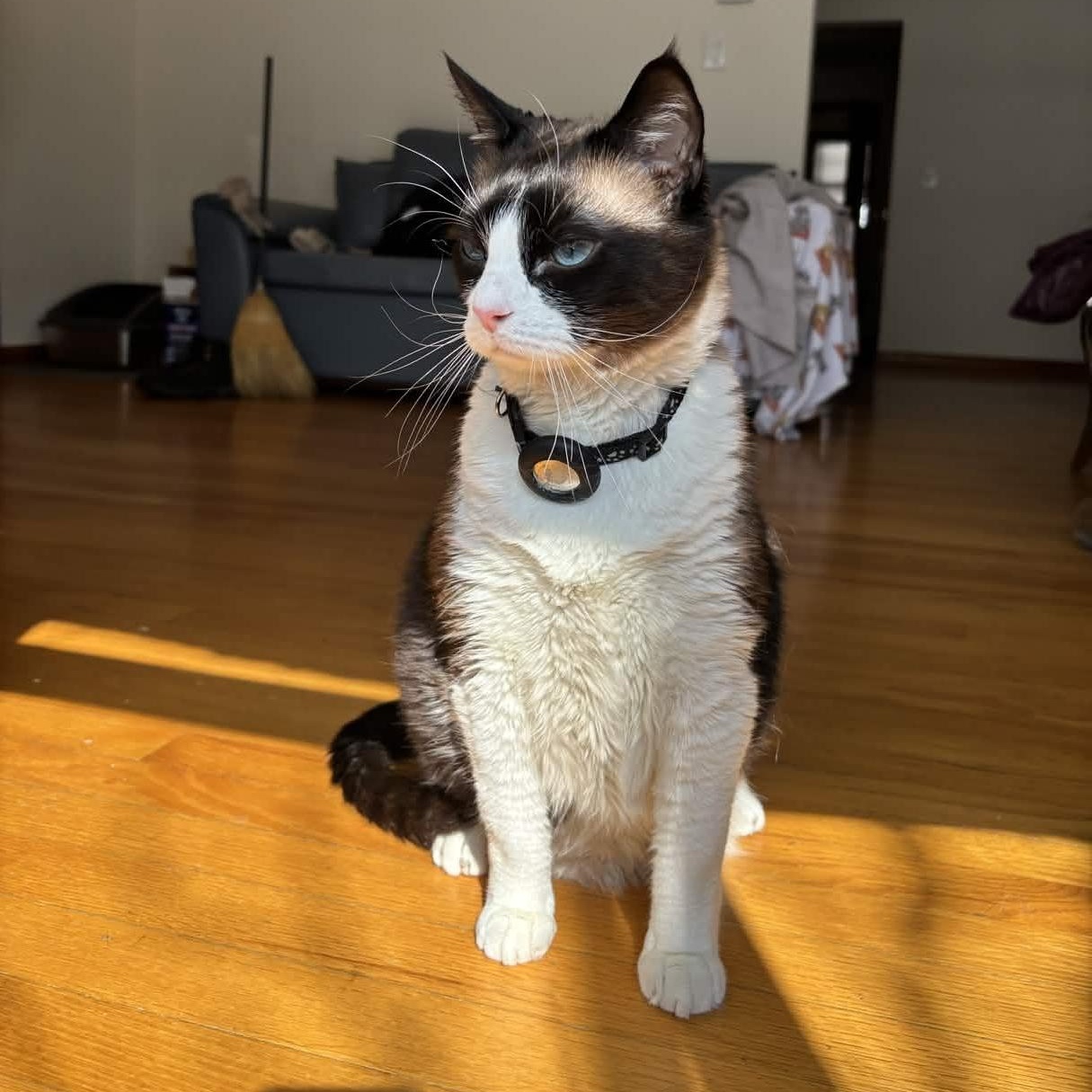 Enlarge “Grumpy Cat” Cielo, an adopted Siamese in Weehawken, NJ image 3/6