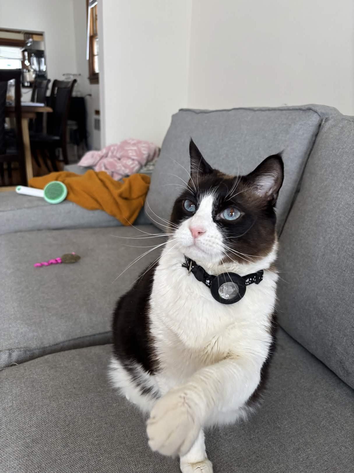 Enlarge “Grumpy Cat” Cielo, a ADOPTABLE Siamese in Weehawken, NJ image 5/6