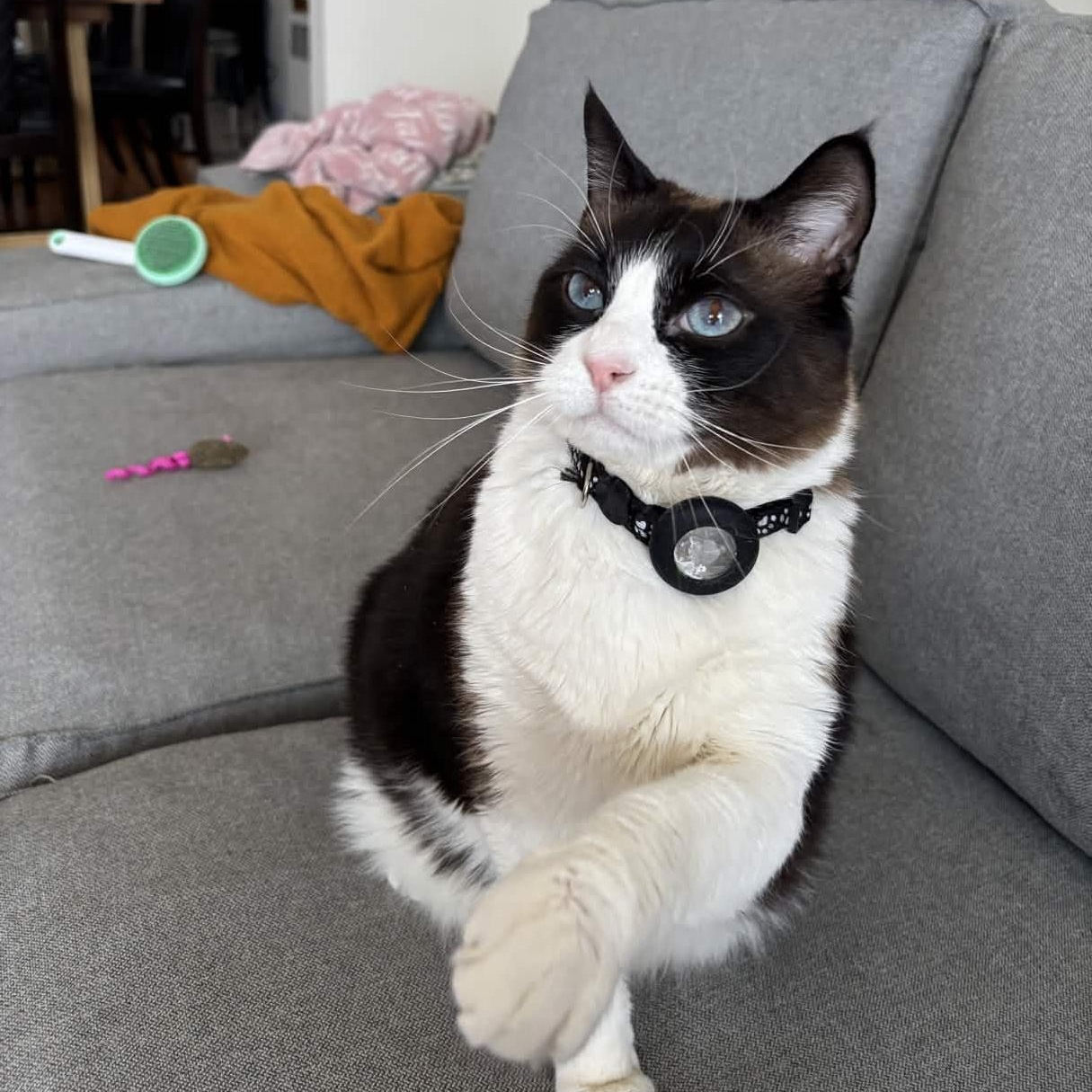 Enlarge “Grumpy Cat” Cielo, an adopted Siamese in Weehawken, NJ image 5/6