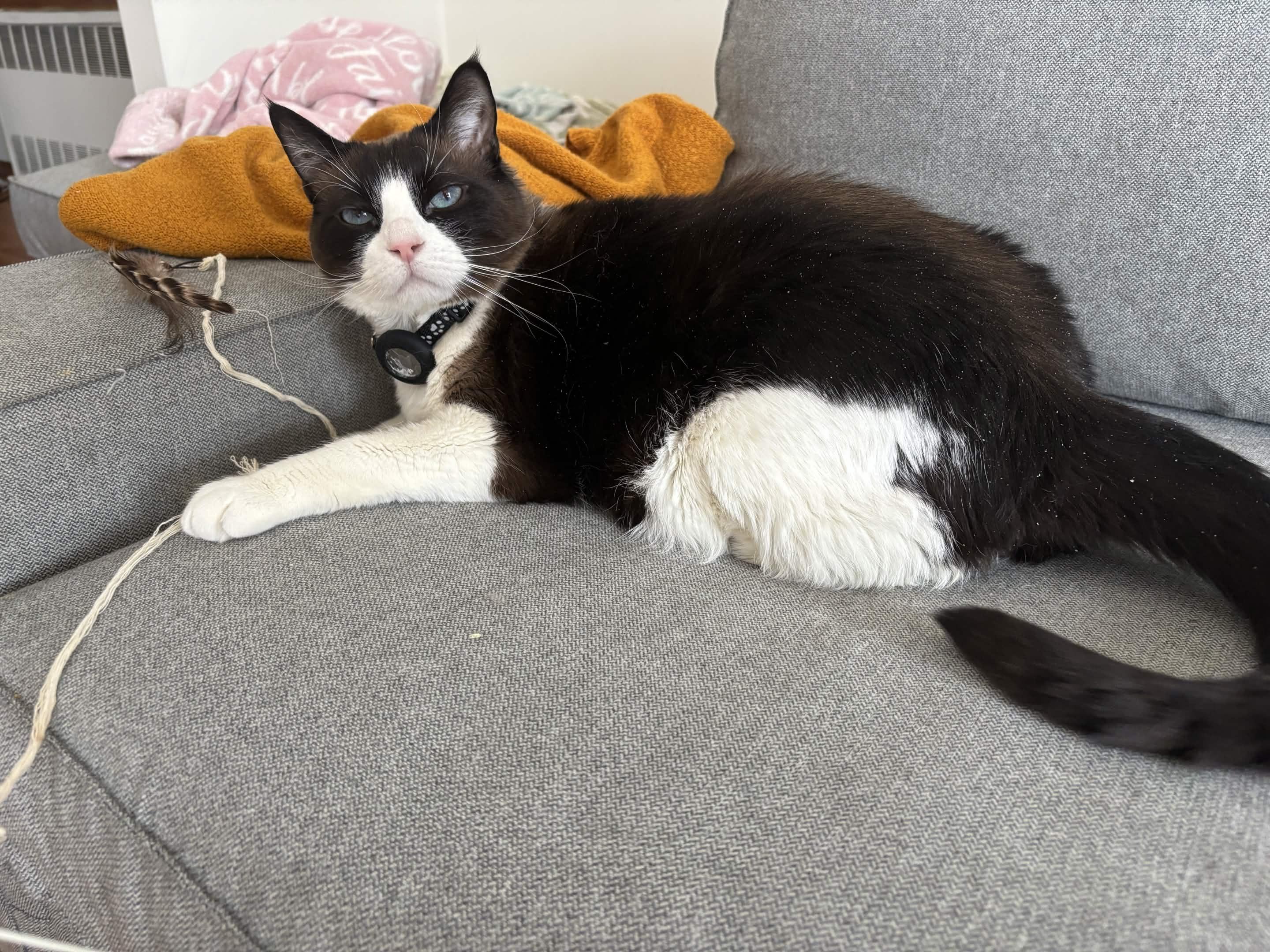 Enlarge “Grumpy Cat” Cielo, a ADOPTABLE Siamese in Weehawken, NJ image 4/6