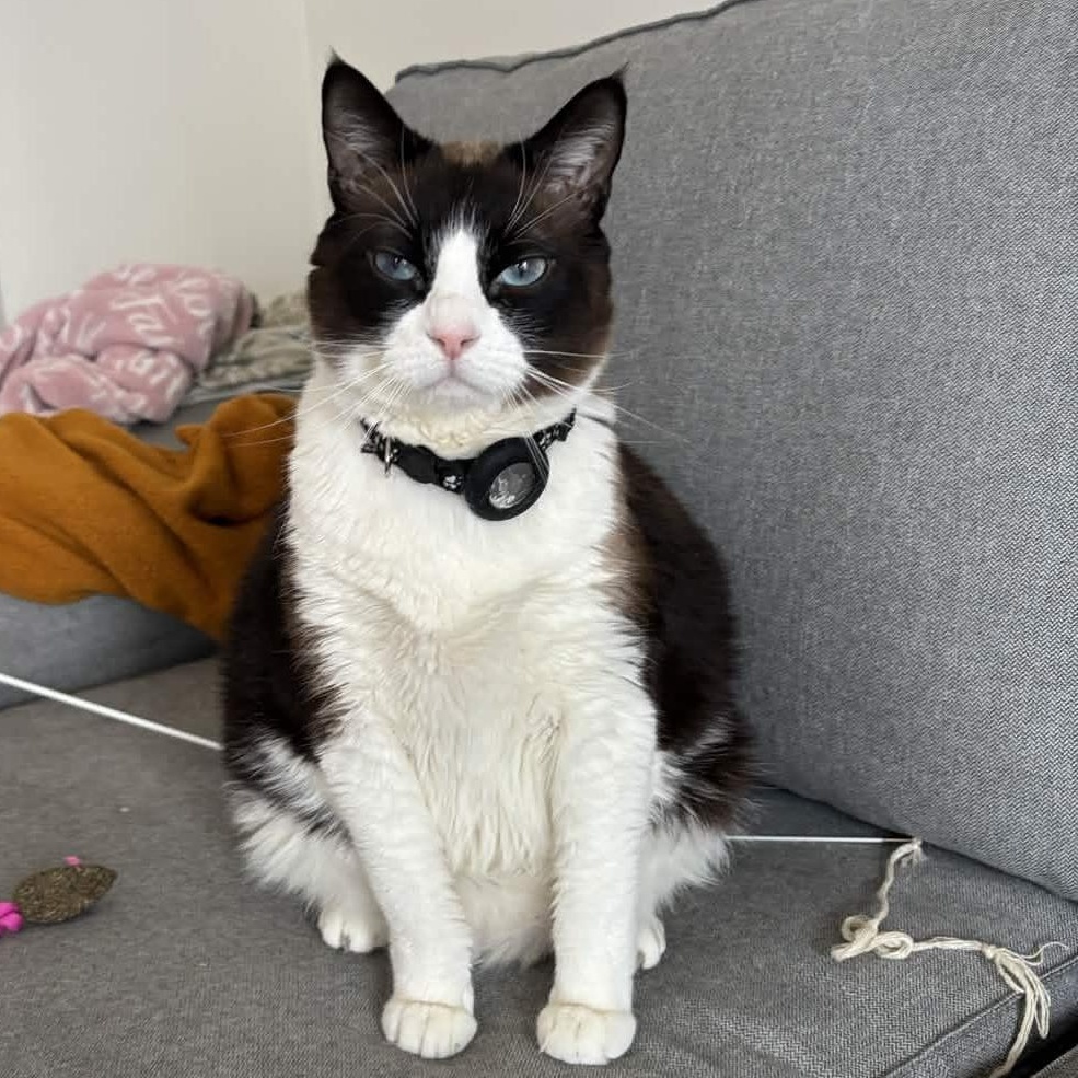 Enlarge “Grumpy Cat” Cielo, a ADOPTABLE Siamese in Weehawken, NJ image 1/6