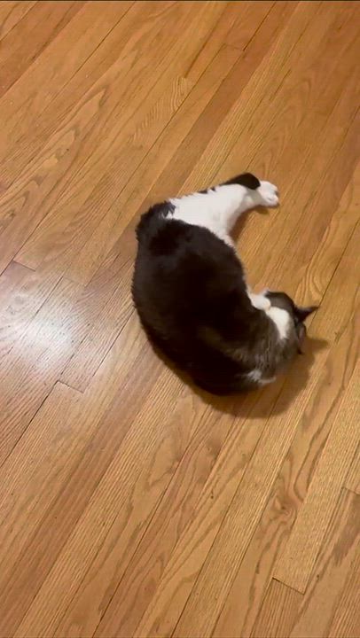 Enlarge “Grumpy Cat” Cielo, a ADOPTABLE Siamese in Weehawken, NJ video 6/6