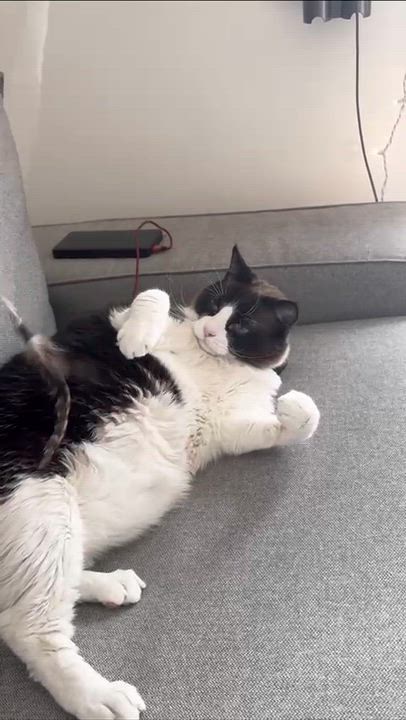 Enlarge “Grumpy Cat” Cielo, a ADOPTABLE Siamese in Weehawken, NJ video 2/6