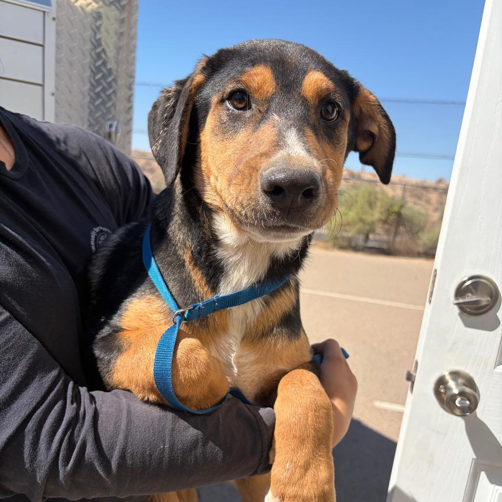 Bud, Adoptable, Young Male Black Labrador Retriever & Rottweiler.