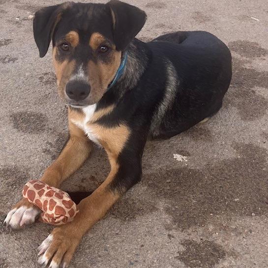 Bud, Adoptable, Young Male Black Labrador Retriever & Rottweiler.