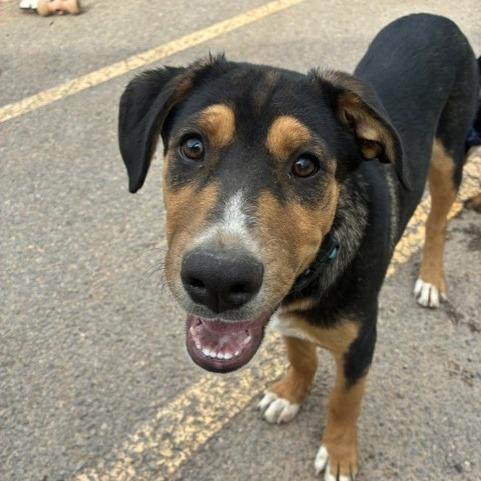 Enlarge Bud, a Adoptable mixed breed in Bernalillo, NM image 2/2