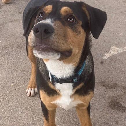 Enlarge Bud, a Adoptable mixed breed in Bernalillo, NM image 4/4