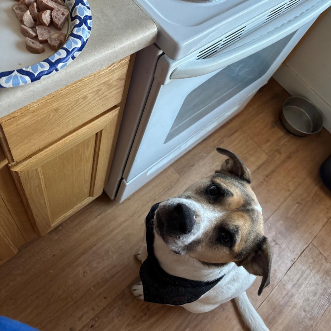 Enlarge Boba, a ADOPTABLE mixed breed in Tacoma, WA image 3/3