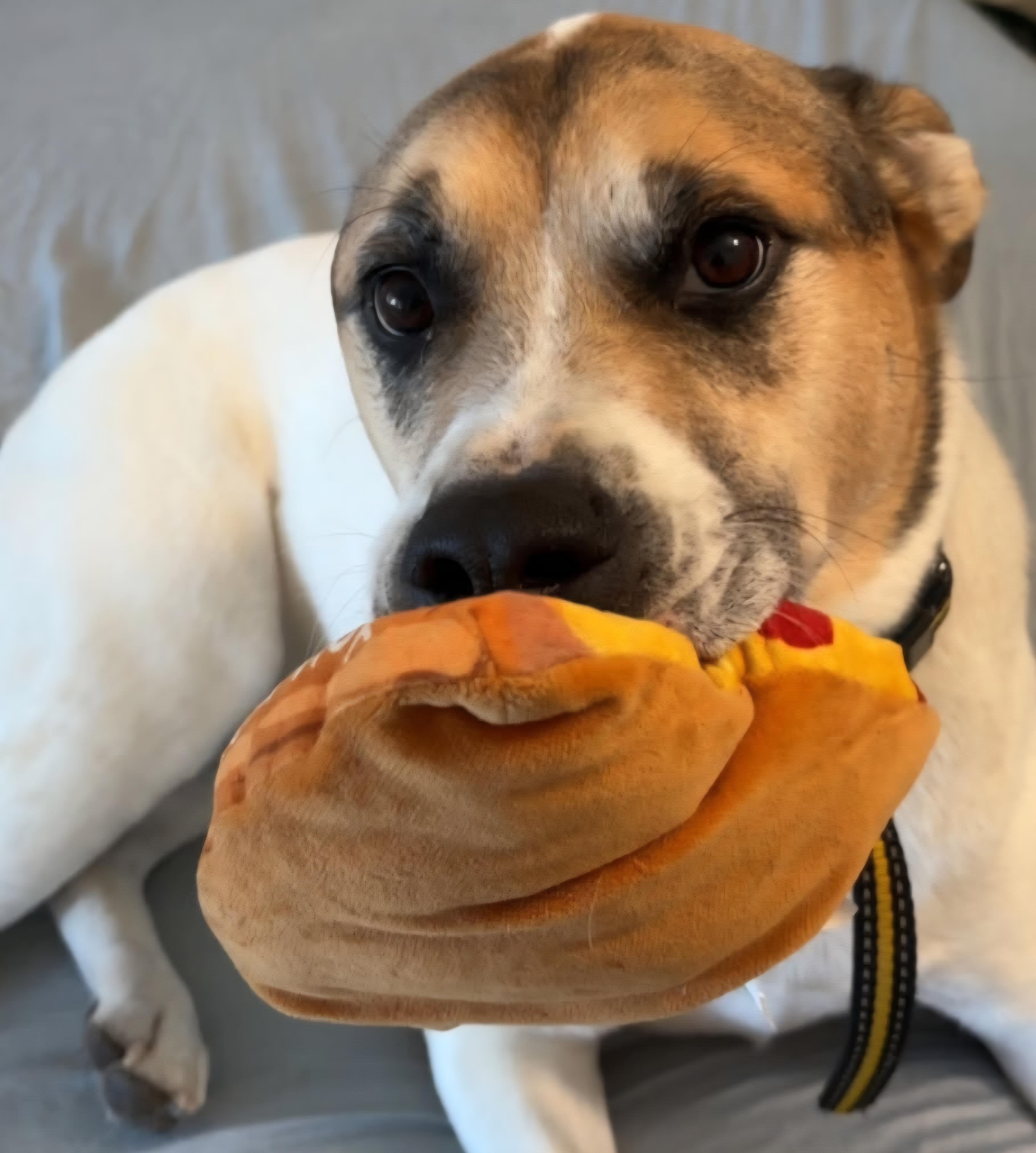 Enlarge Boba, a ADOPTABLE mixed breed in Tacoma, WA image 1/3