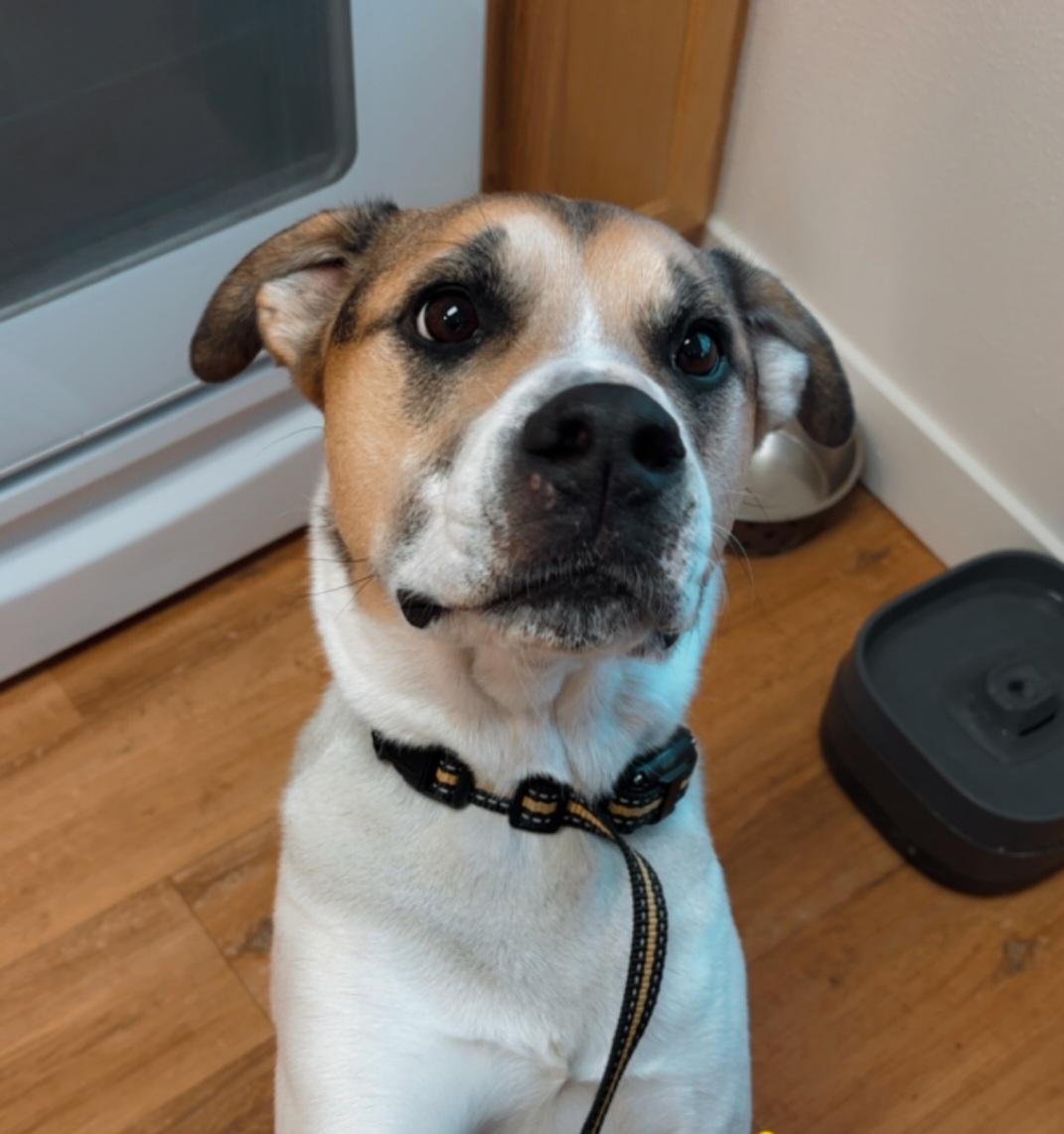 Enlarge Boba, a ADOPTABLE mixed breed in Tacoma, WA image 2/3