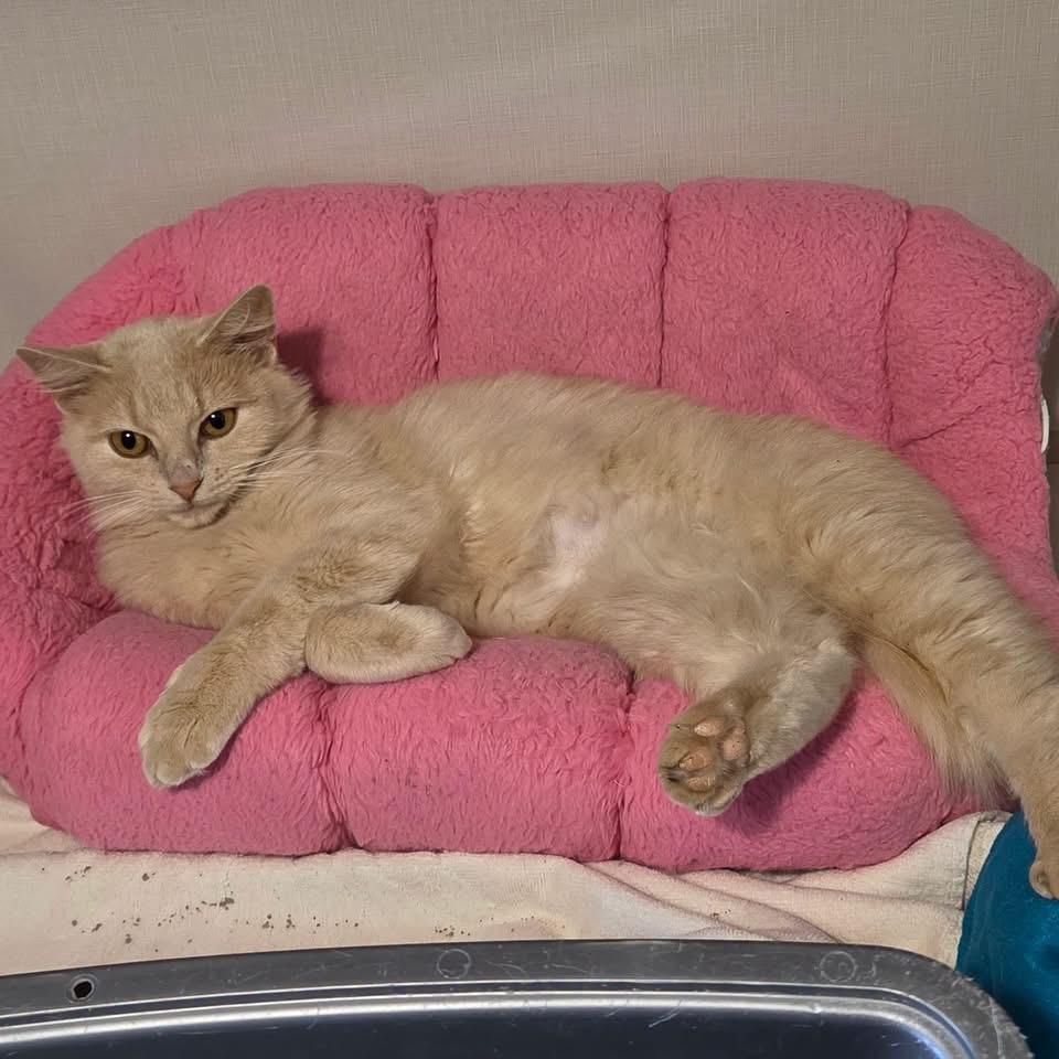 Frenchy - Adoptable Pet | Petfinder