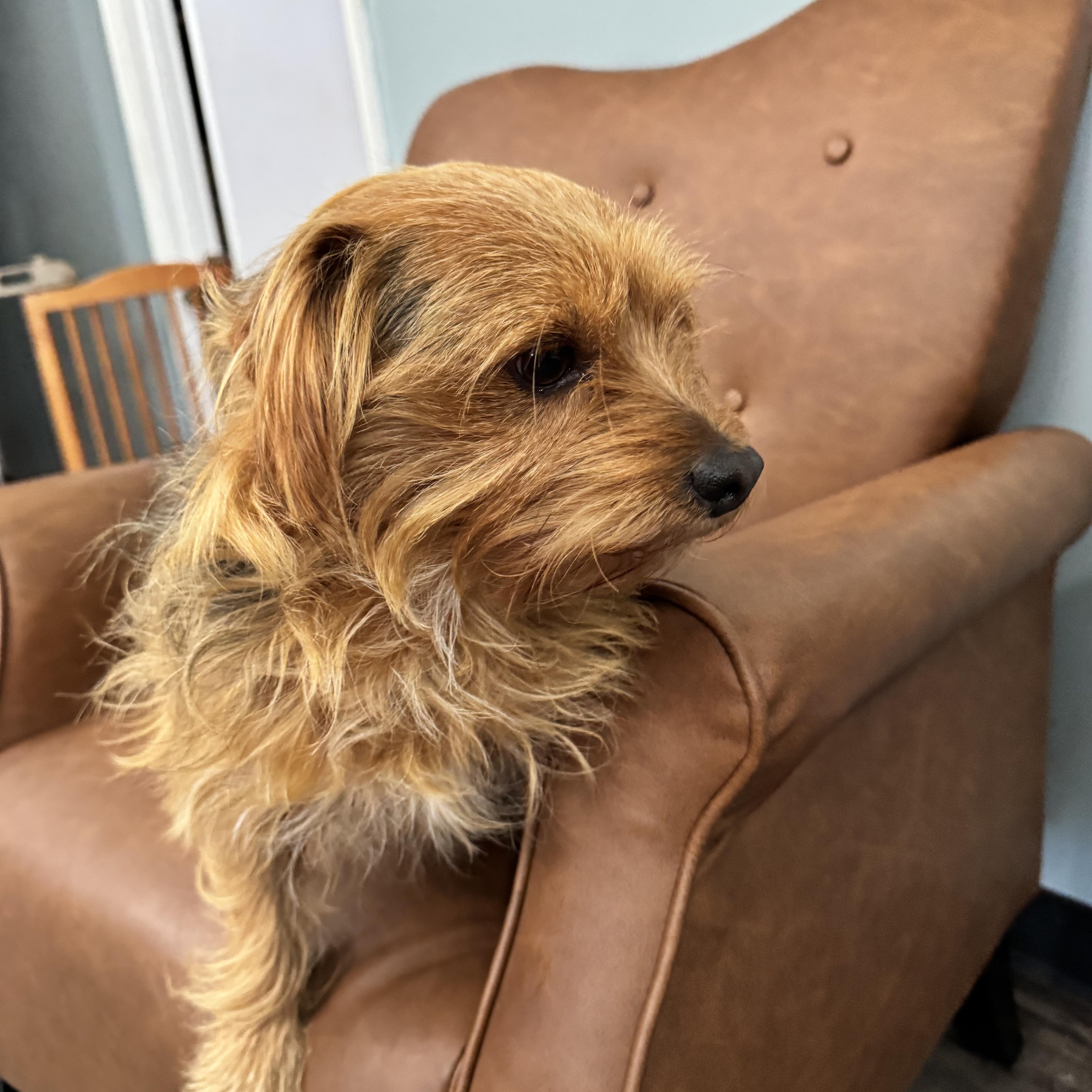 Enlarge Teddy, an adopted mixed breed in Sequatchie, TN image 3/5