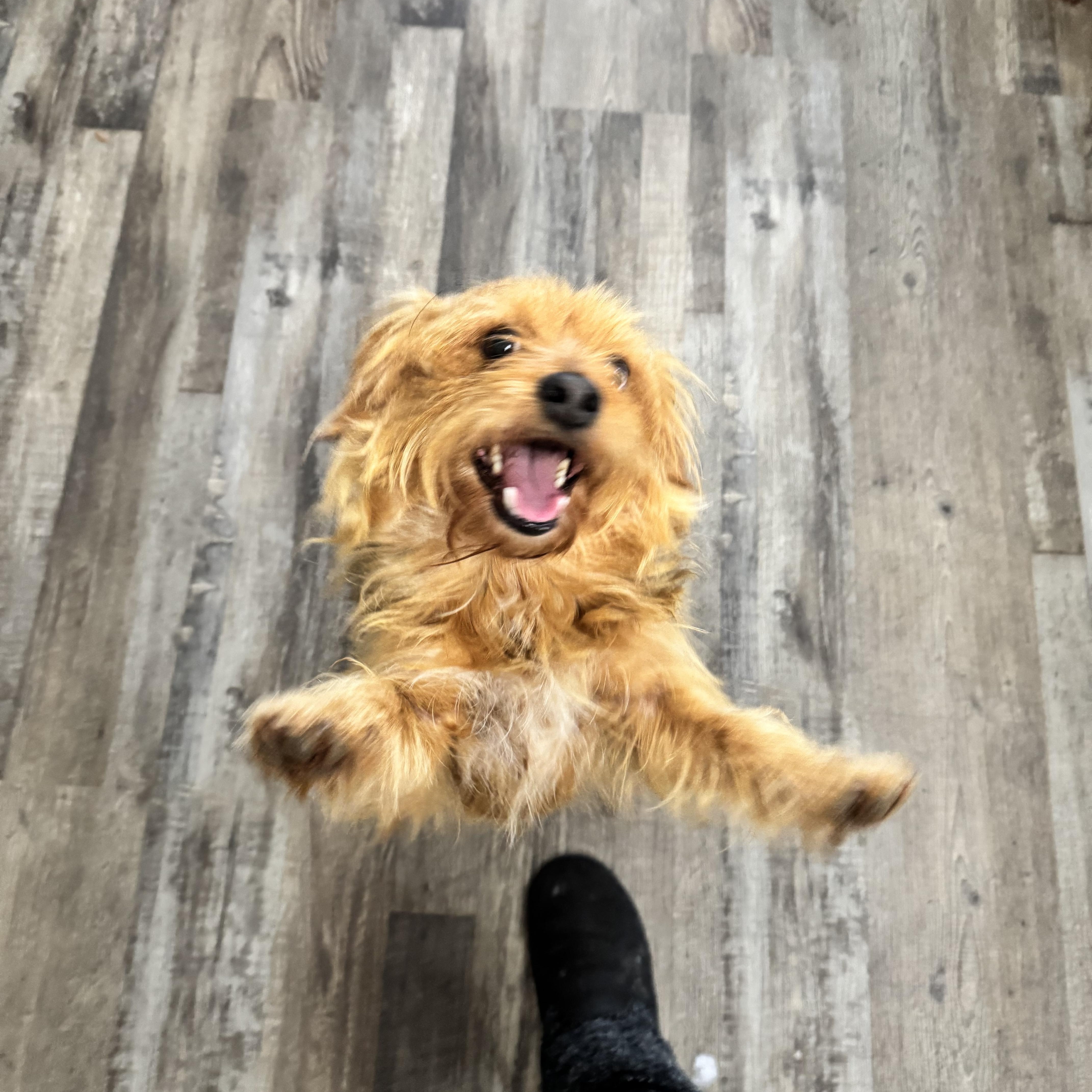 Enlarge Teddy, an adopted mixed breed in Sequatchie, TN image 4/5