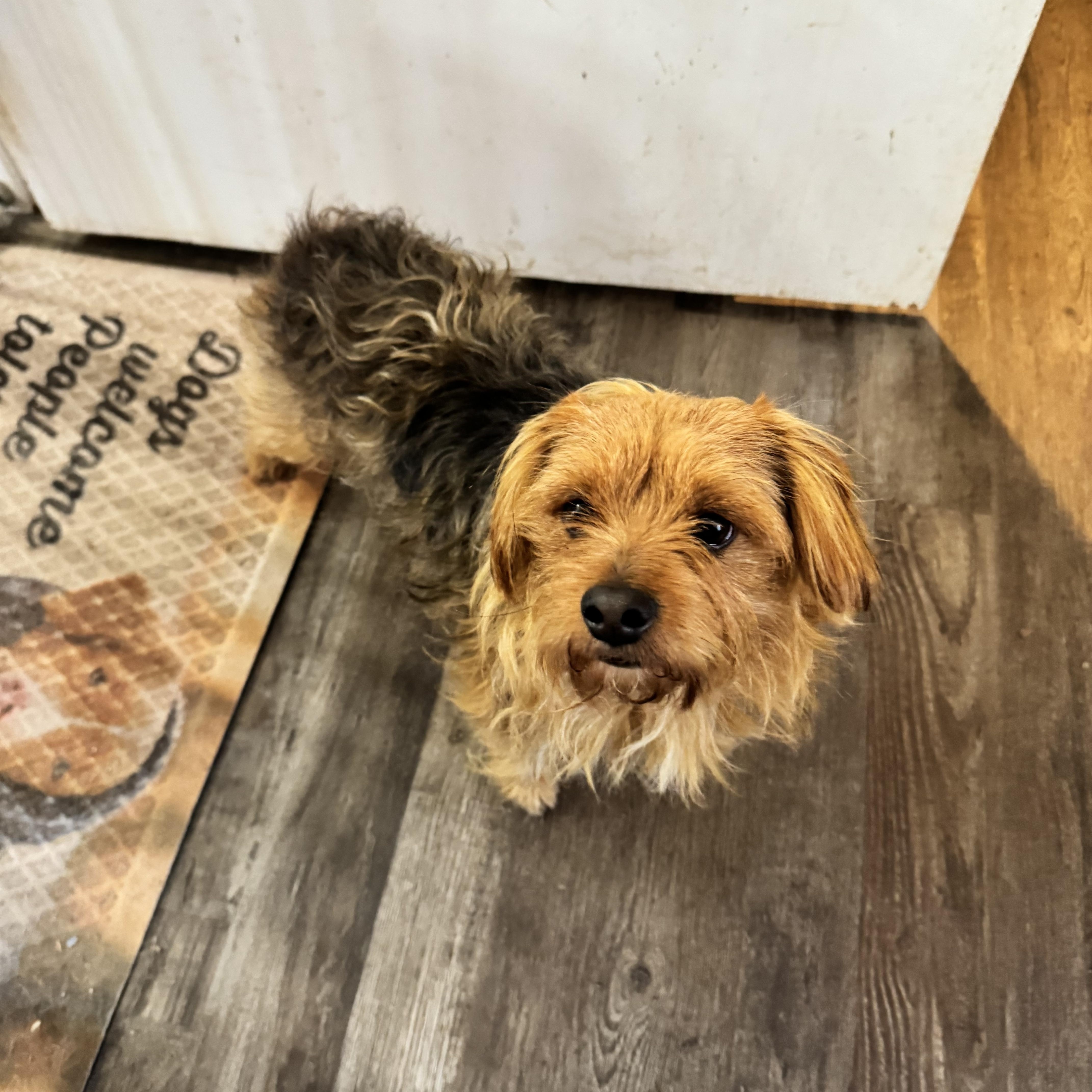 Teddy, adopted, Adult Male Yorkshire Terrier.