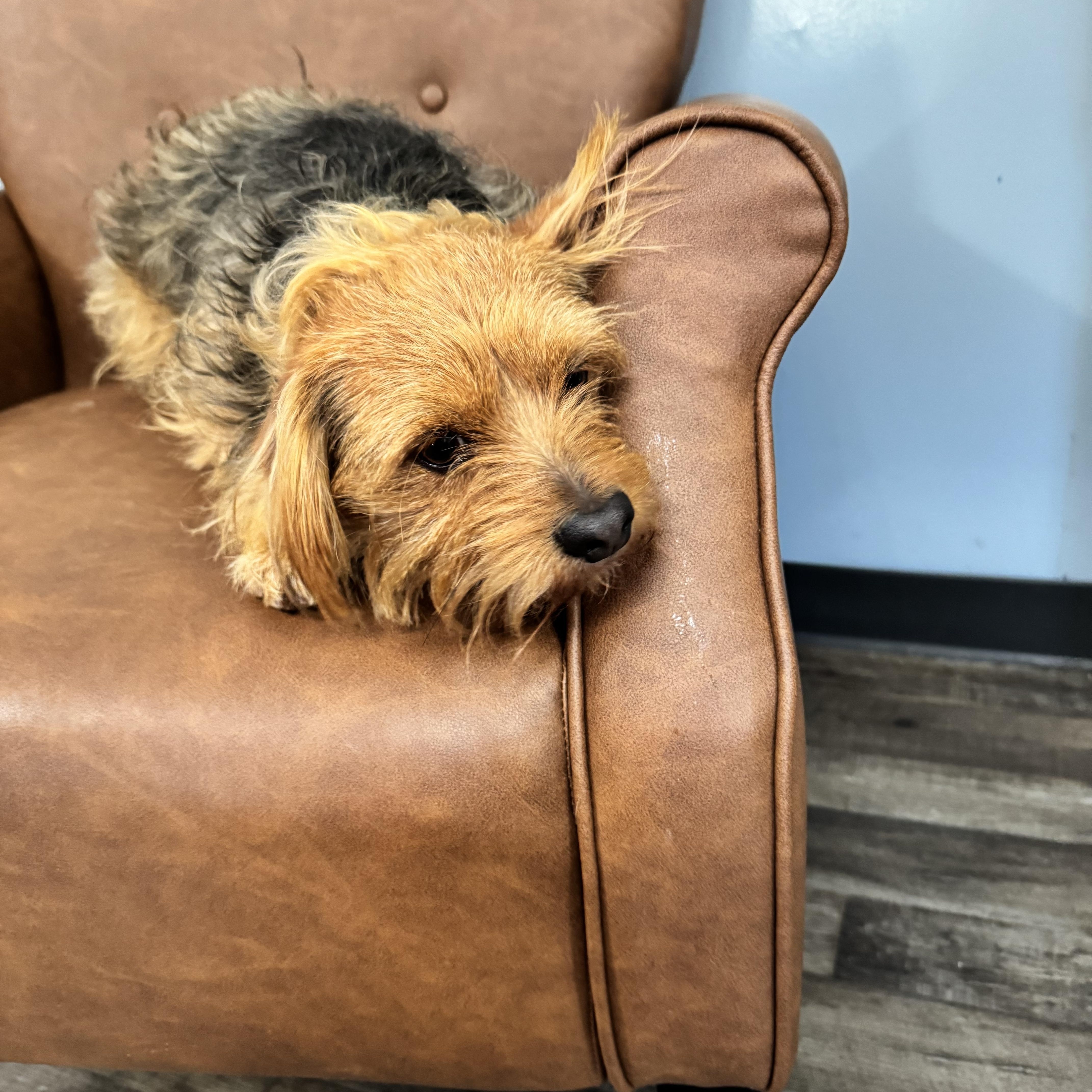 Enlarge Teddy, an adopted mixed breed in Sequatchie, TN image 2/5