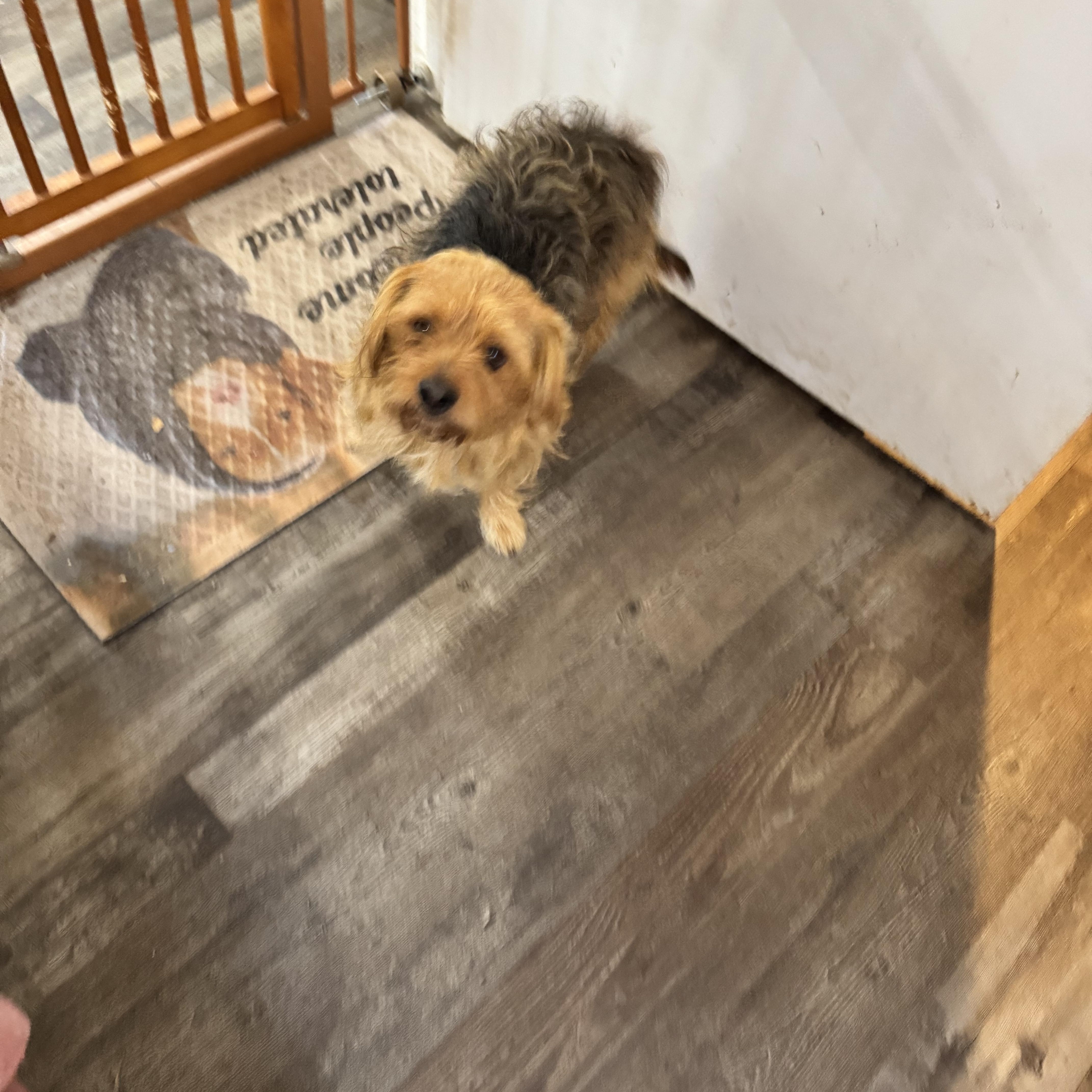 Enlarge Teddy, an adopted mixed breed in Sequatchie, TN image 5/5