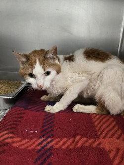 CA 115 Torben HHS RRP, Adoptable, Senior Male Domestic Short Hair.