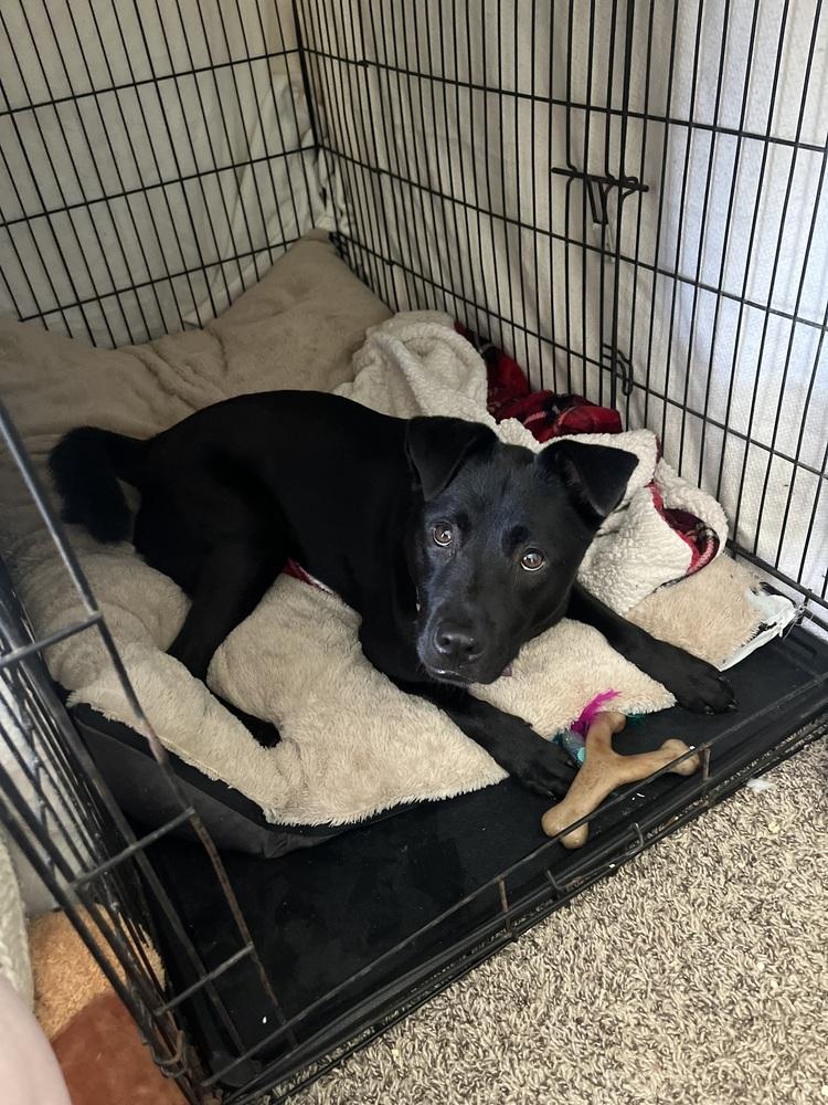 Enlarge Stevie, a Adoptable mixed breed in Orlando, FL image 1/4