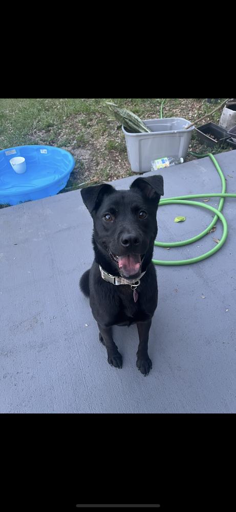 Enlarge Stevie, a Adoptable mixed breed in Orlando, FL image 2/4