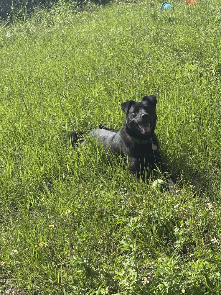 Enlarge Stevie, a Adoptable mixed breed in Orlando, FL image 3/4