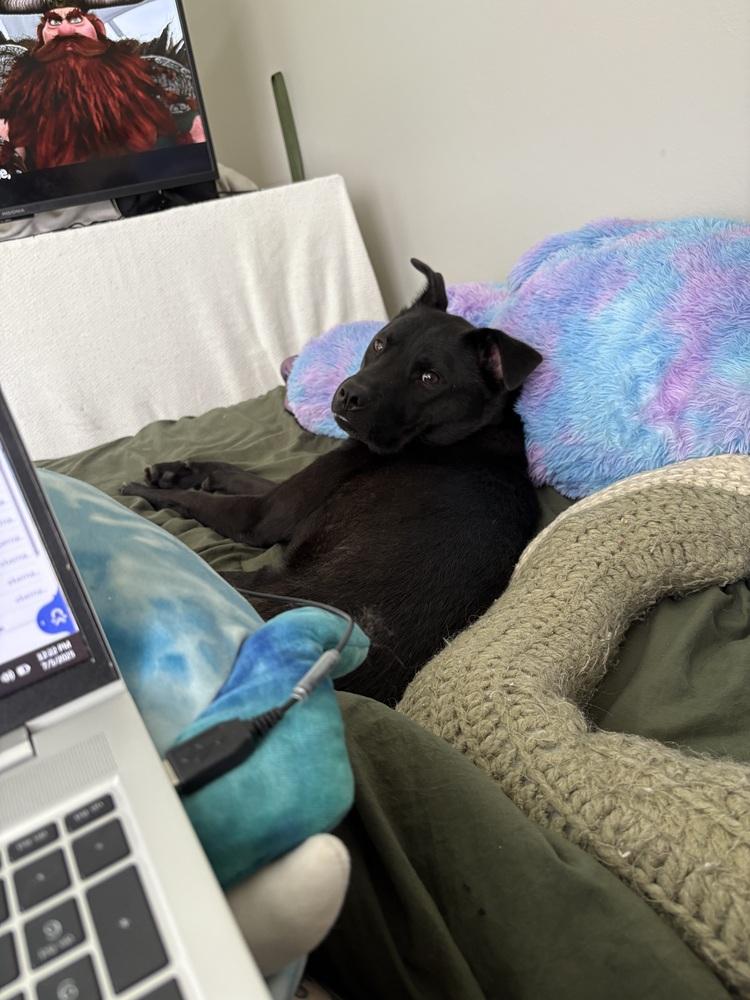 Enlarge Stevie, a Adoptable mixed breed in Orlando, FL image 4/4