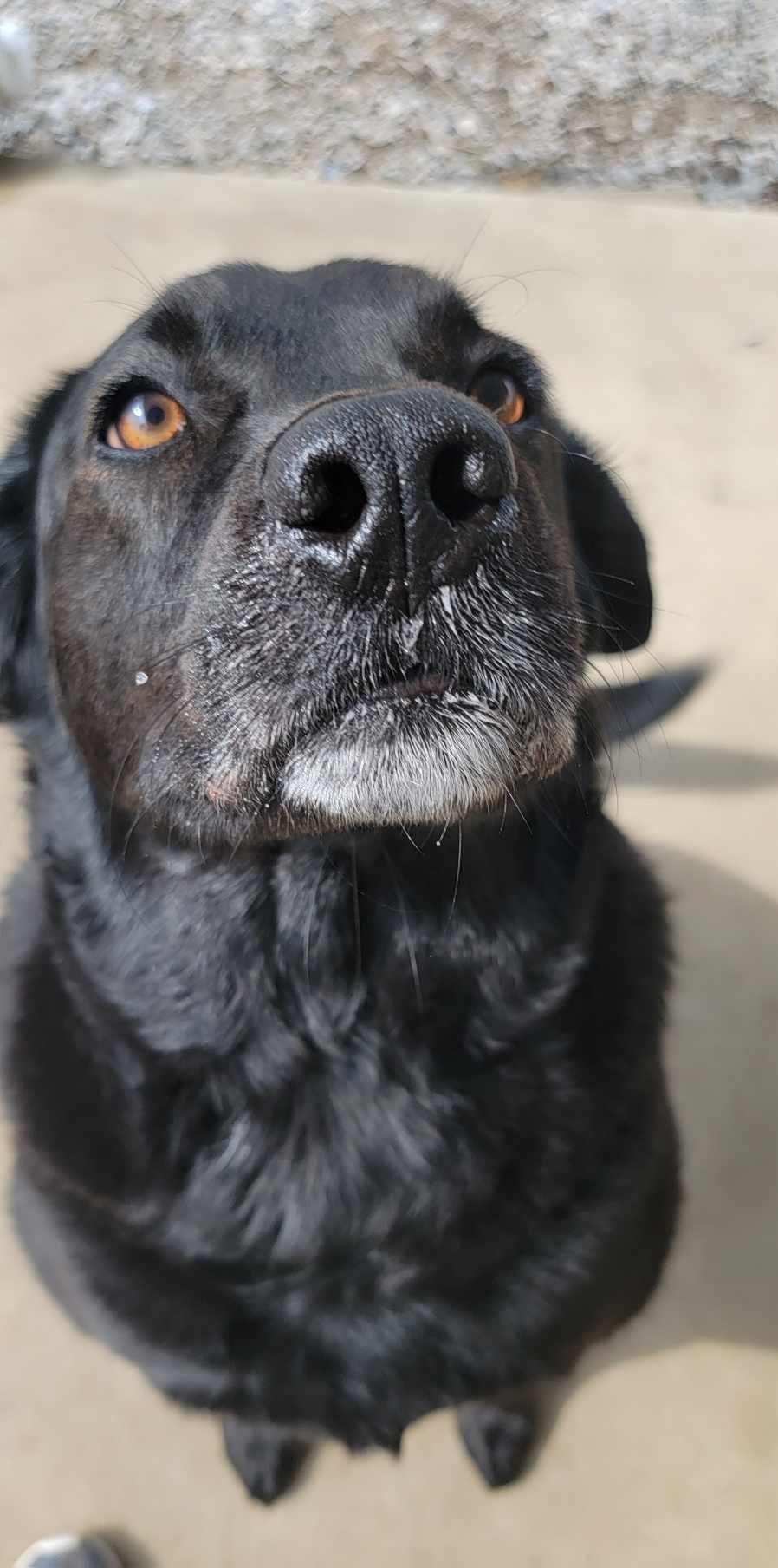 Enlarge Russell, a ADOPTABLE mixed breed in Grant, AL image 2/4