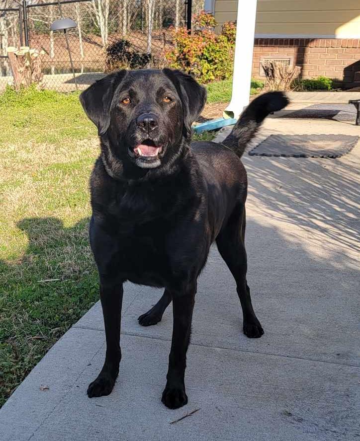 Russell, ADOPTABLE, Adult Male Black Labrador Retriever.