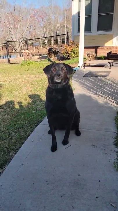 Enlarge Russell, a ADOPTABLE mixed breed in Grant, AL video 3/4