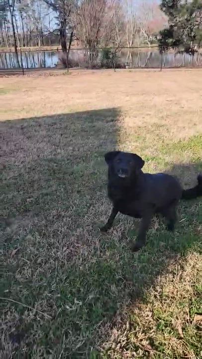 Enlarge Russell, a ADOPTABLE mixed breed in Grant, AL video 4/4