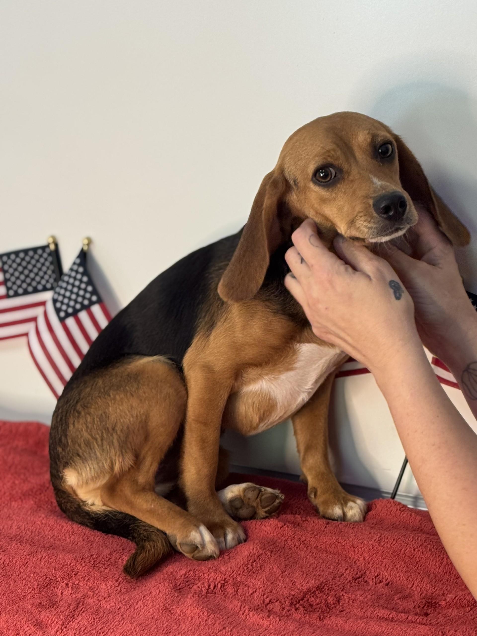 Liberty Belle, an adopted Beagle in Richmond, VA image 5/6