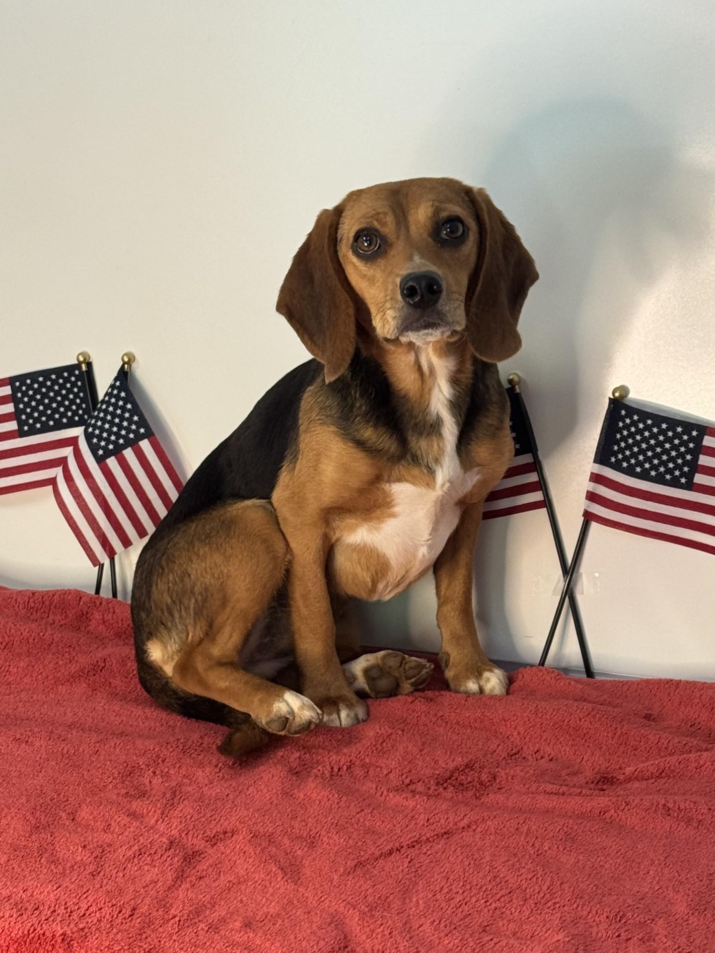 Liberty Belle, an adopted Beagle in Richmond, VA image 3/6