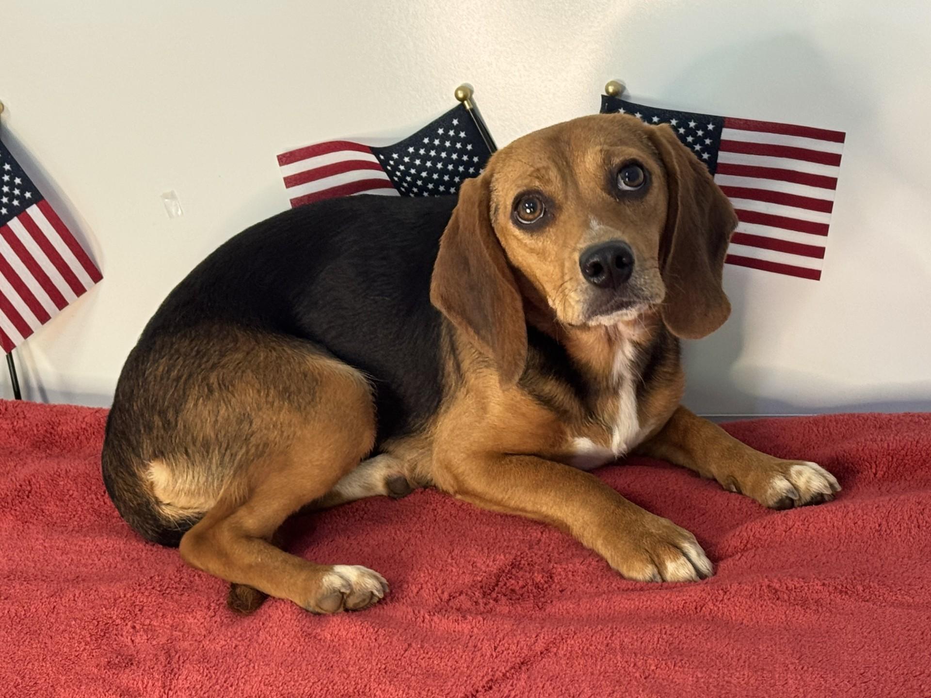 Liberty Belle, an adopted Beagle in Richmond, VA image 4/6