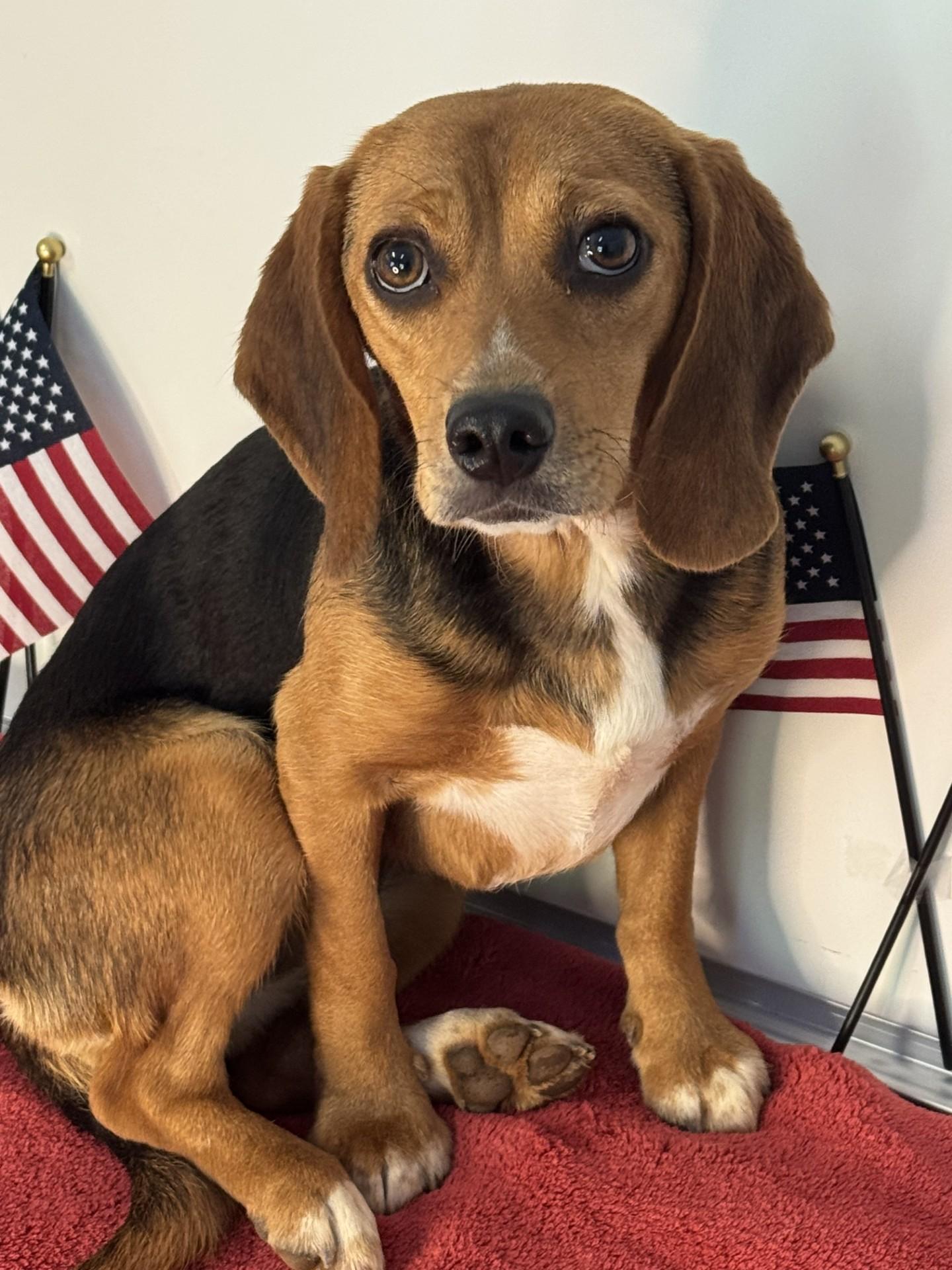 Liberty Belle, an adopted Beagle in Richmond, VA image 6/6