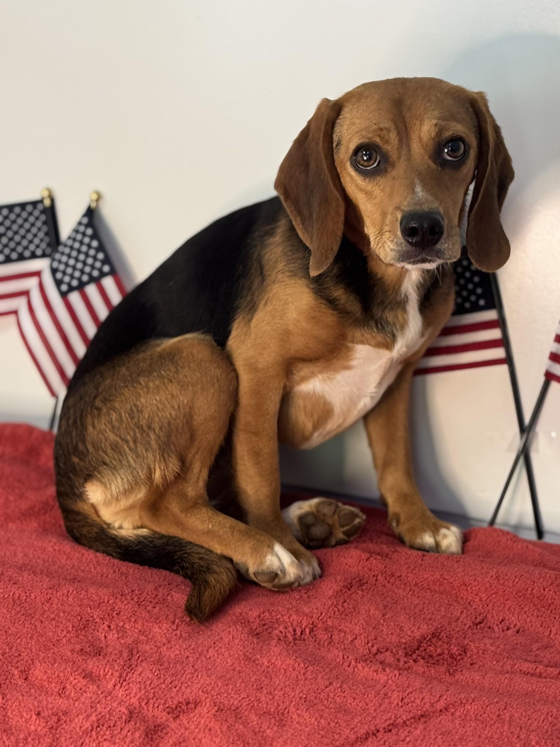 Liberty Belle, an adopted Beagle in Richmond, VA image 2/6