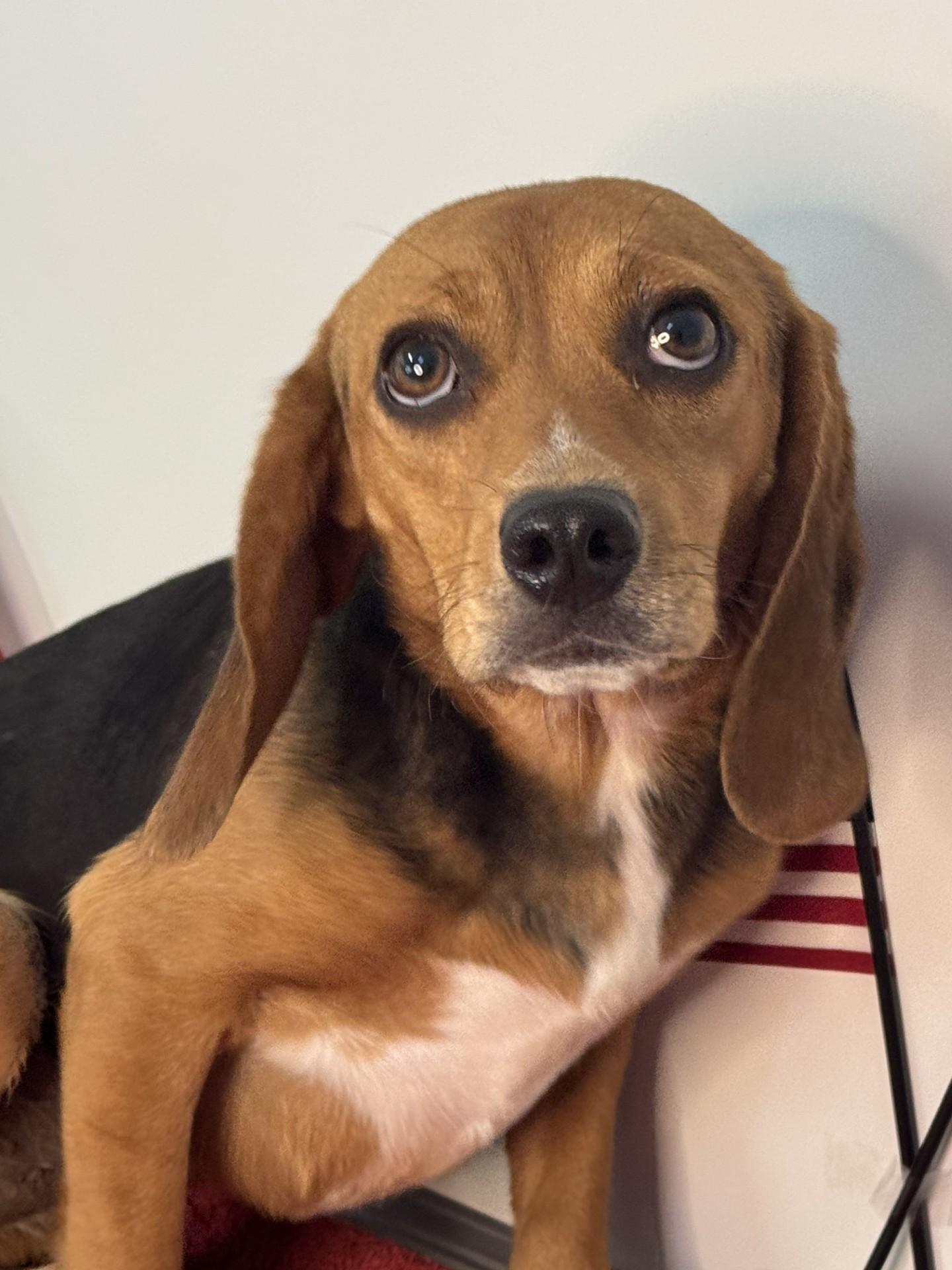 Liberty Belle, an adopted Beagle in Richmond, VA image 1/6