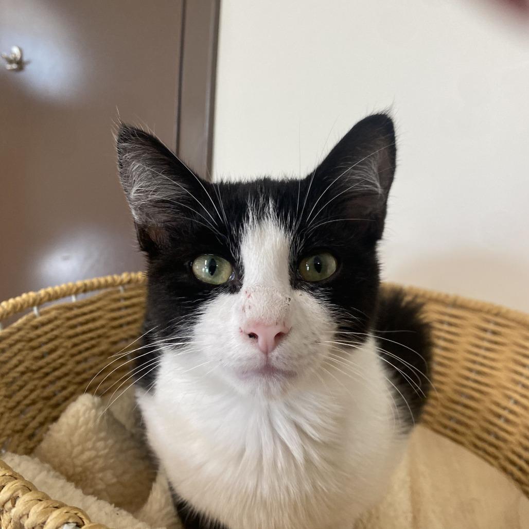 Enlarge Skunk, a Adopted Domestic Short Hair in Nashville, TN image 1/3