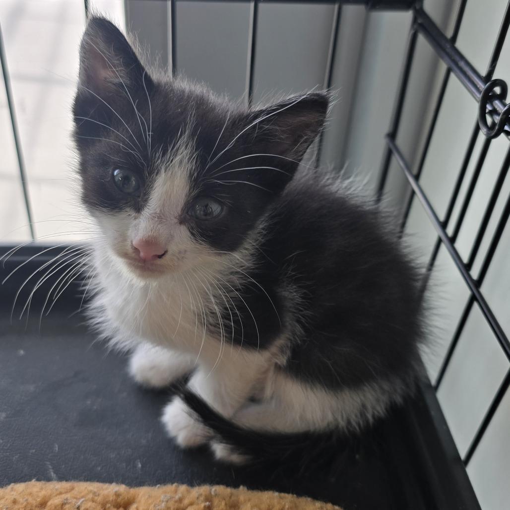 Enlarge Skunk, a Adopted Domestic Short Hair in Nashville, TN image 2/3