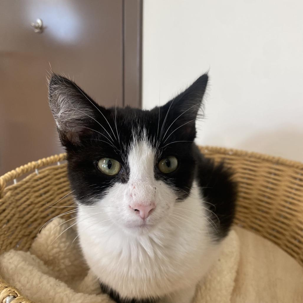 Enlarge Skunk, a Adopted Domestic Short Hair in Nashville, TN image 3/3