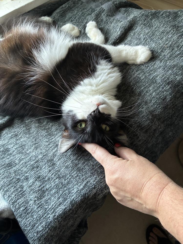 Majestic Medusa, Adoptable, Adult Female Domestic Medium Hair.