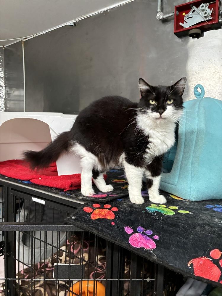 Majestic Medusa, a Adoptable Domestic Medium Hair image 2/5