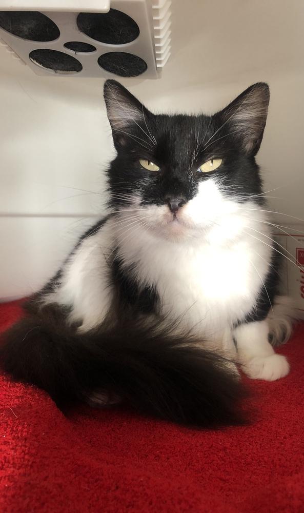 Majestic Medusa, a Adoptable Domestic Medium Hair image 3/5