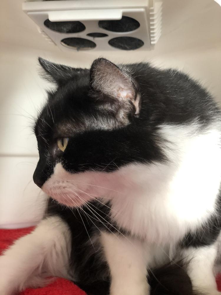 Majestic Medusa, a Adoptable Domestic Medium Hair image 4/5