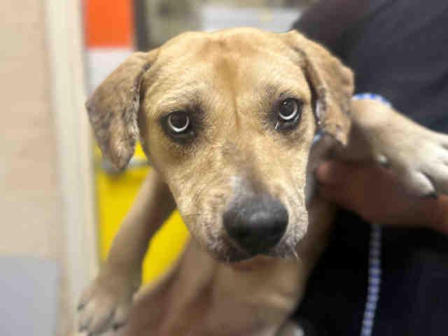 SKYE, Adoptable, Young Female Hound & Mixed Breed.