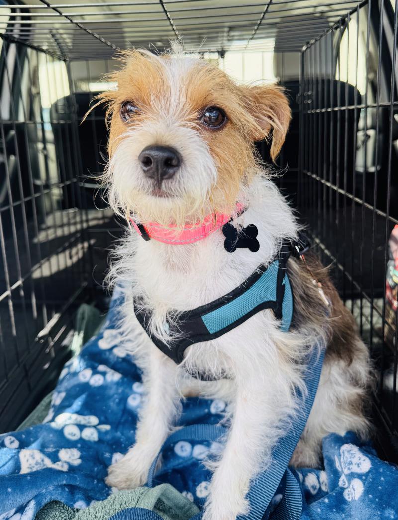 Pickles, Adoptable, Adult Male Terrier & Mixed Breed.