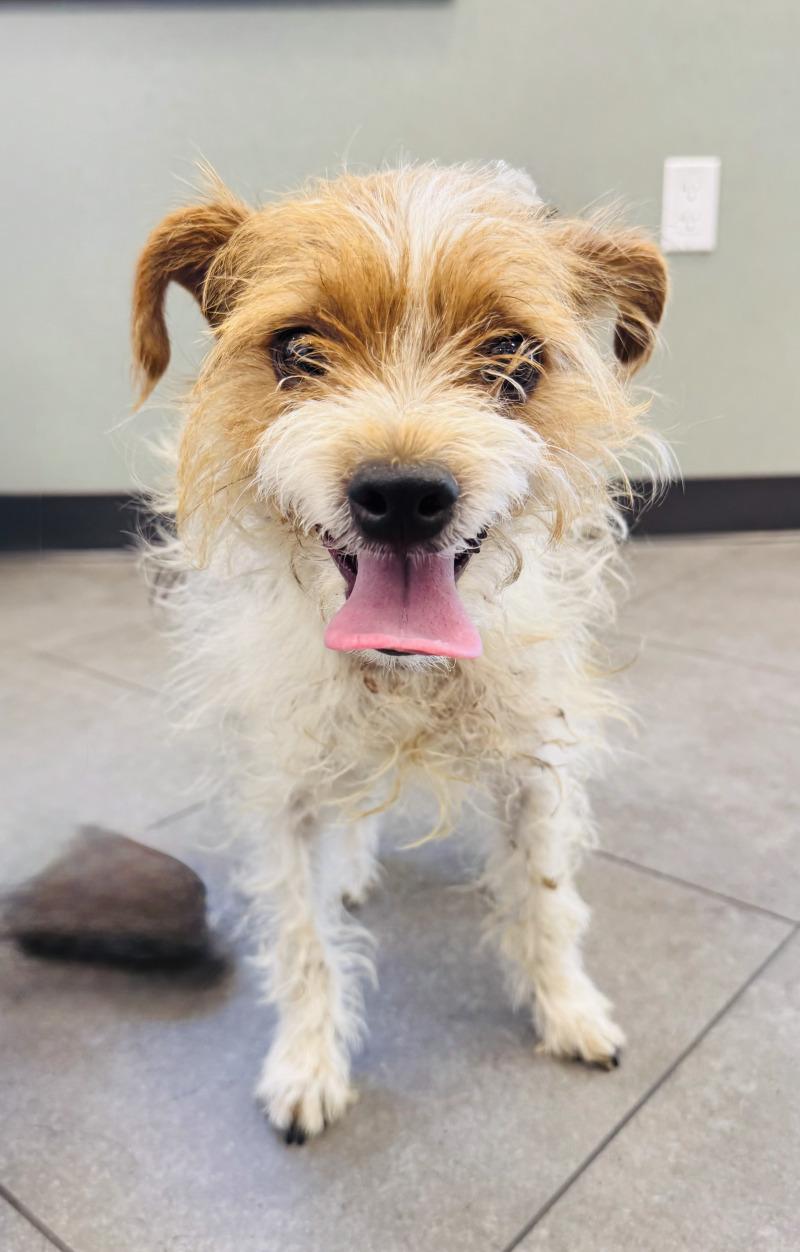 Enlarge Pickles, a Adoptable mixed breed in Valley Village, CA image 2/3