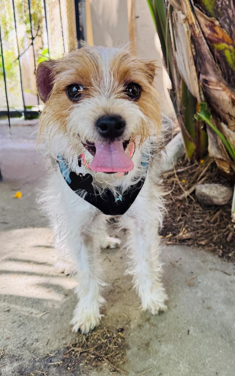 Enlarge Pickles, a Adoptable mixed breed in Valley Village, CA image 3/3