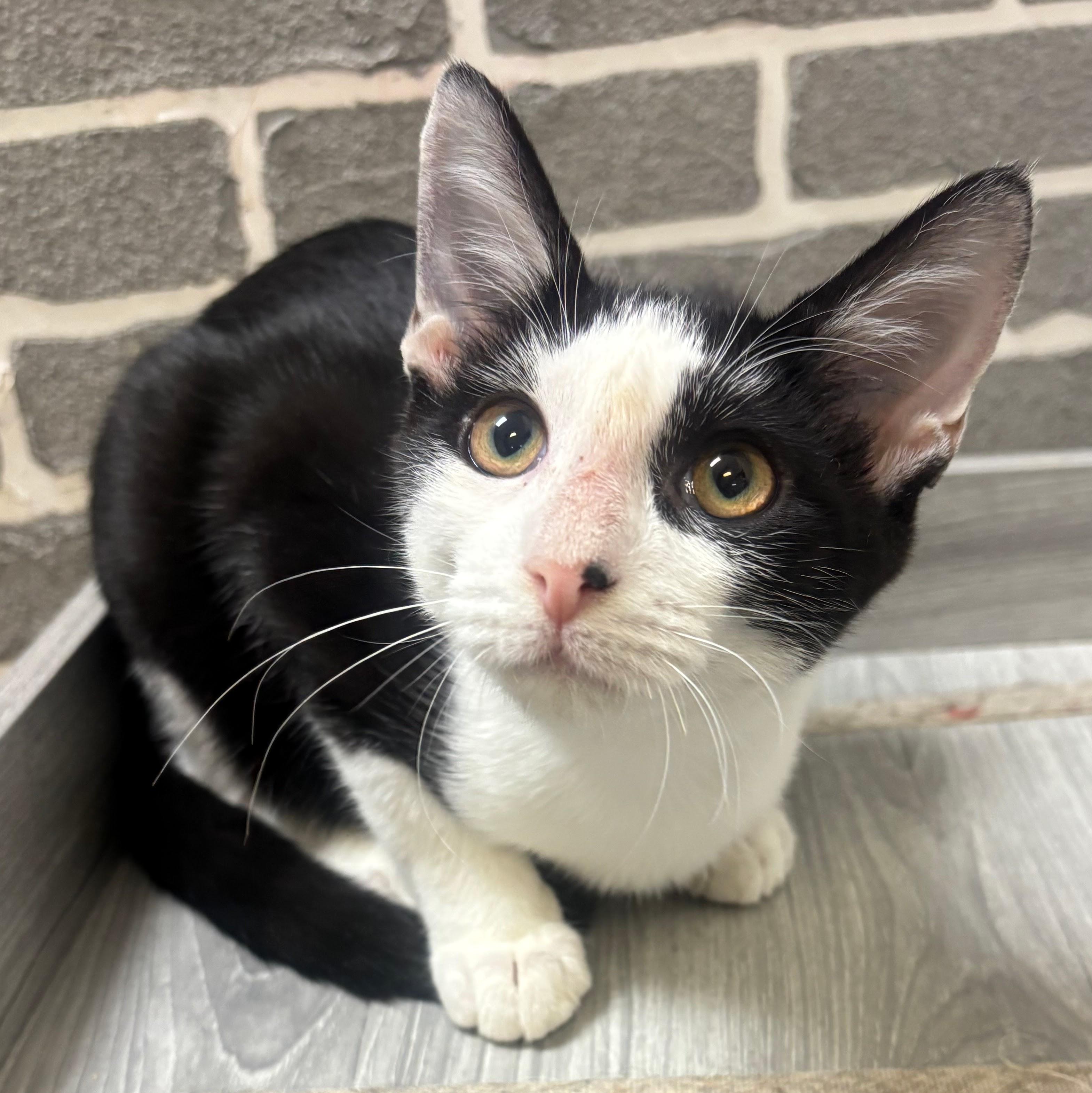 Mars @ Fat Cat Cafe, a Adoptable Domestic Short Hair in Tallahassee, FL image 1/2
