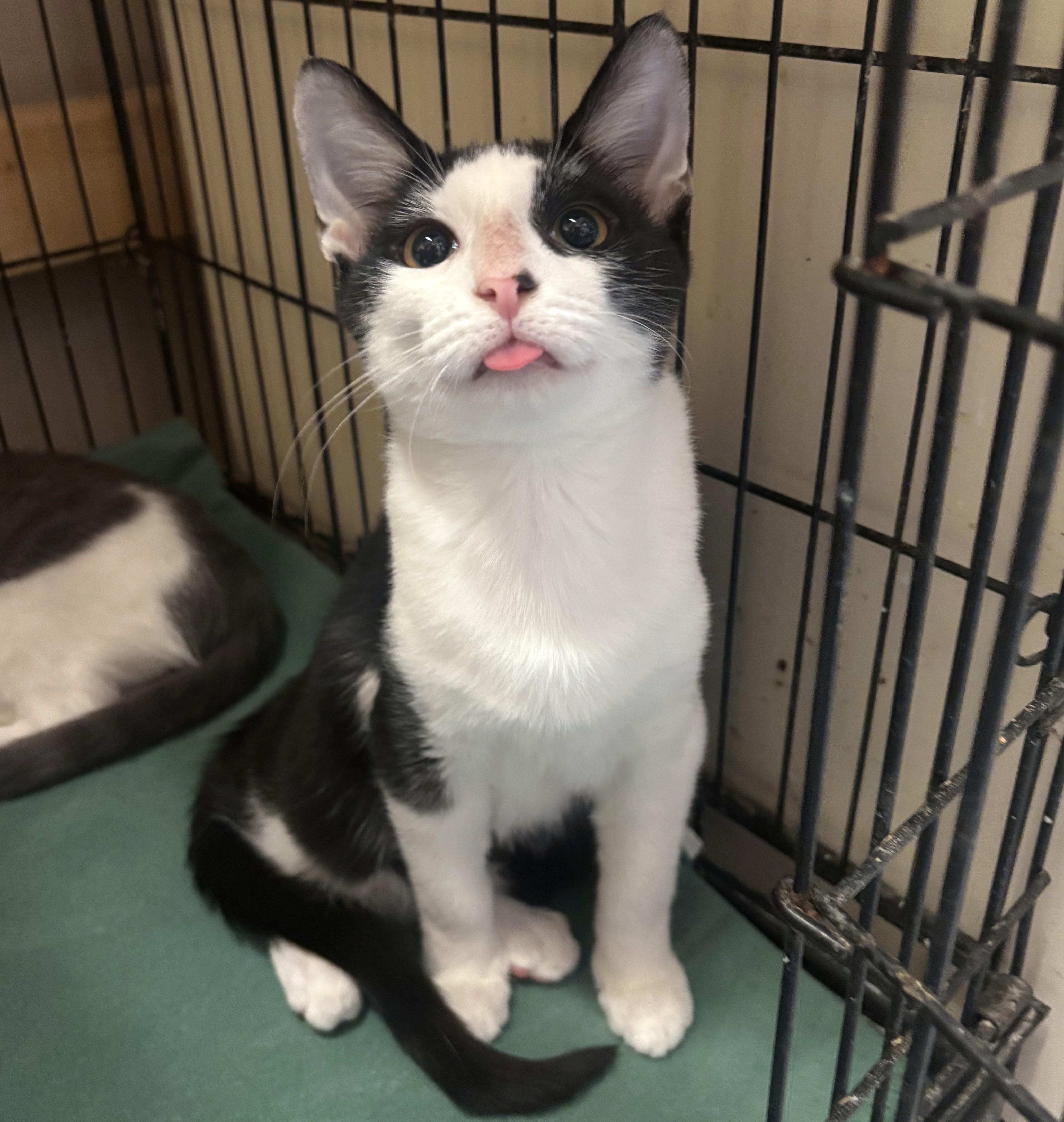 Mars @ Fat Cat Cafe, a Adoptable Domestic Short Hair in Tallahassee, FL image 2/2