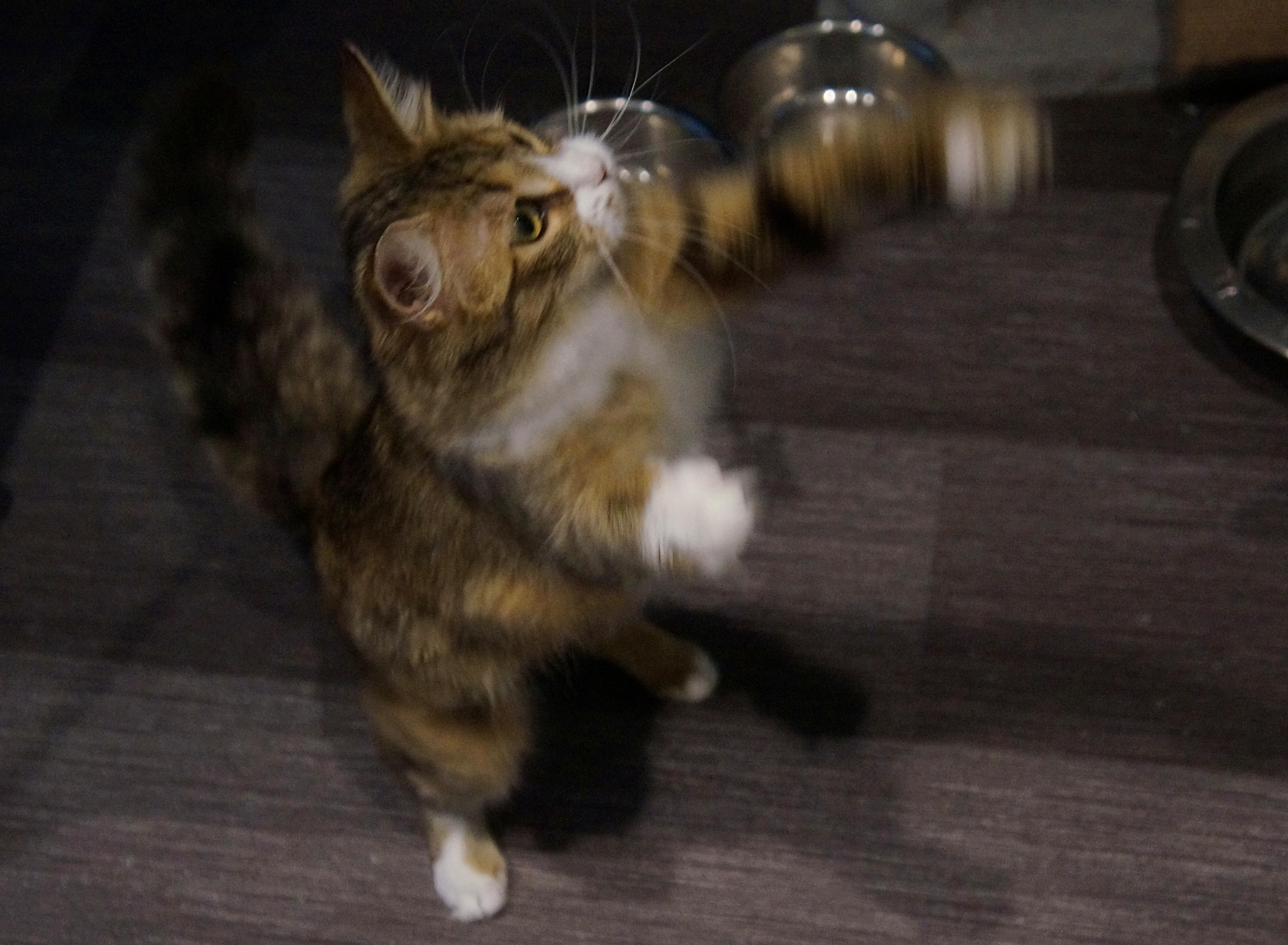 Tawny, a ADOPTABLE Domestic Medium Hair in Wakefield, QC image 3/5
