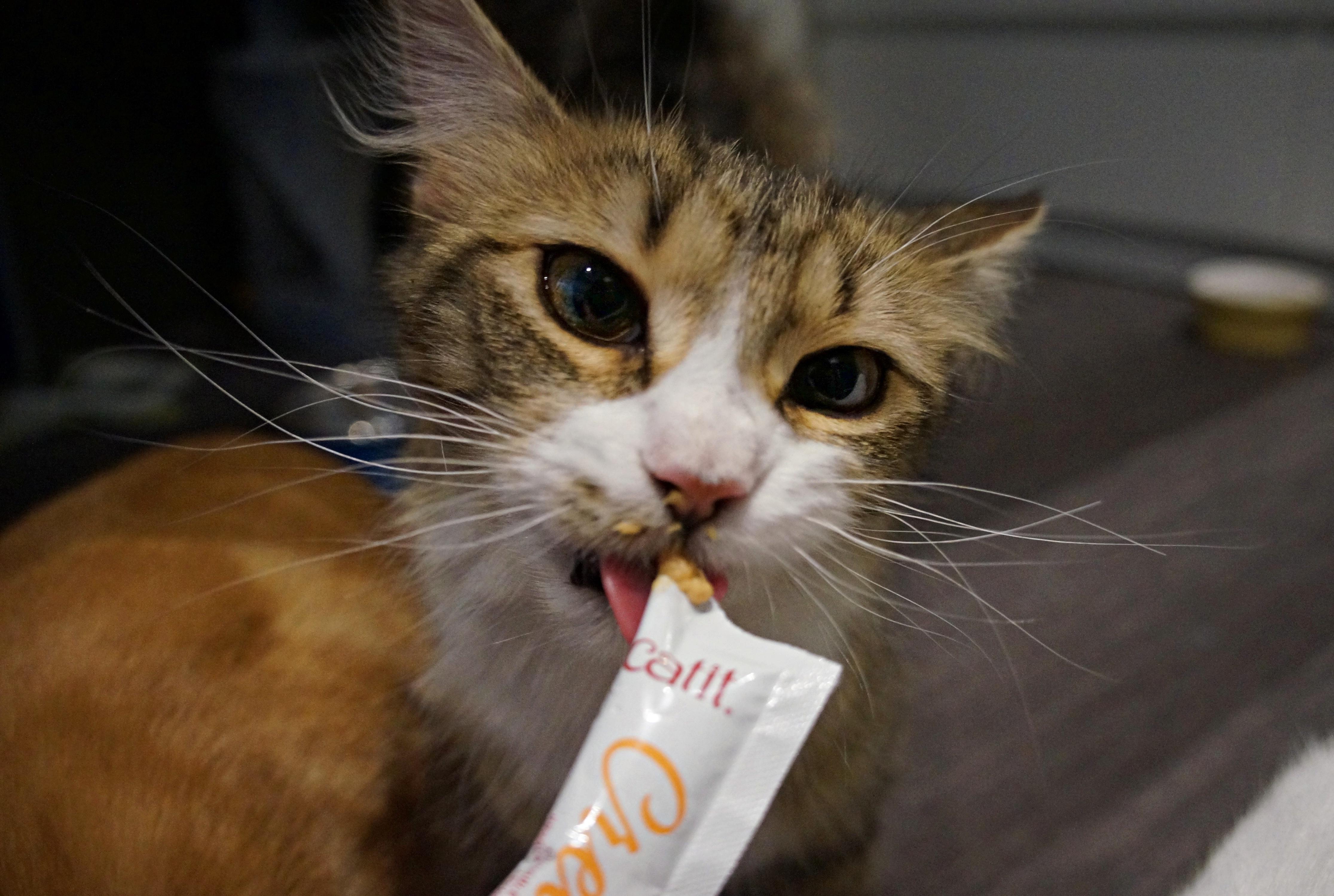 Tawny, a ADOPTABLE Domestic Medium Hair in Wakefield, QC image 5/5